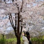 여의도 봄 한강공원 벚꽃엔딩 더현대서울 쇼핑
