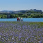 남양주한강공원 삼패지구의 드넓은 수레국화꽃밭