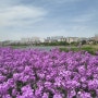 영천생태지구공원 청유채 보라유채꽃 만개 위치 영천 5월 꽃구경 알려드려요!