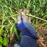 마늘키우기 마늘쫑뽑는시기 마늘캐는시기 마늘수확시기 햇마늘나오는시기