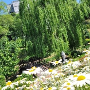 샤스타 데이지 대구 서구 이현공원 수국 꽃구경