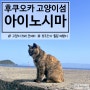 후쿠오카의 고양이섬 아이노시마 배 시간 및 티켓 구매 방법부터 식당까지 정리