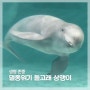 한국 토종 돌고래 상괭이는 왜 멸종 위기 동물이 되었나?