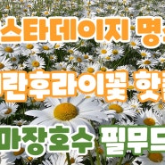 샤스타데이지 명소 계란후라이꽃 핫플 파주 마장호수 필무드카페