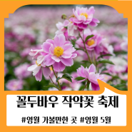강원도 5월 가볼만한 곳 : 2024 꼴두바우 작약꽃 축제
