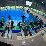 대전 비프리 프리다이빙 체험 후기 in 용운국제수영장