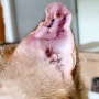 사바나캣 퀸, 고양이 귀 실핏줄 터짐으로 인한 귀에 물참 증상