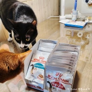 로얄캐닌 고양이 습식사료 인스팅티브 파우치, 정기구독으로 저렴하게 구입했어요!