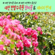 <대전 한밭수목원> 장미꽃 & 샤스타데이지 꽃 개화현황,대전 5월 사진찍기 좋은곳 나들이 피크닉 장소 소개