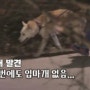 “오프리시 산책은 냅두면서..” 이경규 유튜브 ‘진돗개 혐오’ 논란