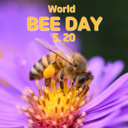 5월20일 세계 벌의 날! 소중한 우리 벌들 함께 지켜요. #기후위기 #식량위기 #생태계위기