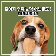 강아지의 놀라운 후각 능력