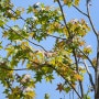 가을 단풍이 아름다운 미국풍나무(Quercus alba)