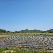 볼음도 주문도 강화섬 도도하게 살아보기(2)