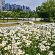 대전 샤스타데이지꽃 명소 중촌시민공원 봄나들이