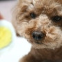 강아지 계란 노른자 흰자 강아지 달걀 삶은계란 날계란