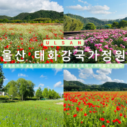 울산 태화강 국가정원 봄꽃축제 양귀비 작약 위치 주차장