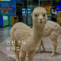 [인천] 송도 아이와 가볼만한 곳 알파카가 있는 트리플스트리트 인더쥬 실내동물원