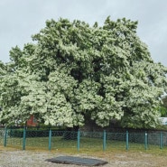 5월초 고창 여행으로 곧 유명해질 '250년 된 이팝나무'