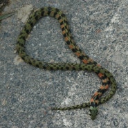 우리나라에 서식하는 뱀, 한국 토종뱀 정보