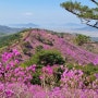 강화도 고려산 진달래 축제 백련사-정상-청련사