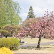 도쿄여행 신주쿠교엔 입장료 입구 온실 벚꽃명소 일본 도쿄 가볼만한곳