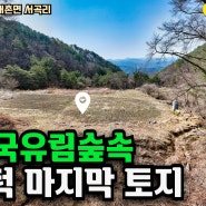 매물366 홍천 국유림 숲속 자연인 쌍계곡 정남향 토지 802평 1억5천만원