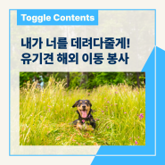 [토글이야기] 내가 너를 데려다줄게! 유기견 해외 이동 봉사