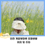 인천 계양꽃마루 유채꽃명소 피크닉 주차정보