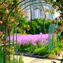 영천 생태지구공원 다양한 꽃터널과 지금도 한창인 보라 유채꽃, 경상도 5월 가볼만한곳 추천