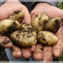 감자의 역사와 유래 미래의 식량난을 해결할 작물 감자의 효능