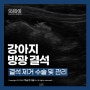 [SNC동물메디컬센터 CASE] 강아지 혈뇨, 방광 결석의 증상과 방광 절개술을 통한 결석 제거 수술_조진호 수의사