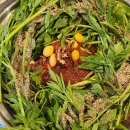 [영등포/문래] 문래동 맛집 :: 청도미나리식당 문래점