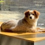 대전 채광좋은 감성카페[하우스플래터]귀여운 강아지가 반겨주는 곳(애견동반 가능)