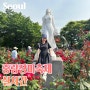 중랑 장미축제 서울 중랑천 장미공원 실시간 개화상황 5/17