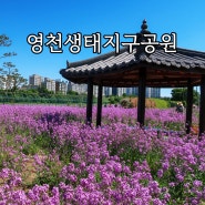 대구 근교 영천 보라유채 작약 장미 명소 영천생태지구공원