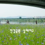 〔남양주시〕한강공원 삼패지구의 수레국화 등 풍경들(feat.어린이정원)