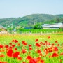 5월 꽃구경 명소 경남 하동 북천 꽃양귀비 축제