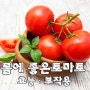"토마토", 먹으면 건강해지는 사람 vs 먹으면 안 되는 사람 ㅣ 이런 분은 섭취 주의하세요