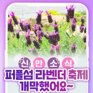 계절의 여왕 5월 신안군 퍼플 섬에서 전국 최대 규모의 라벤더 꽃 축제💜