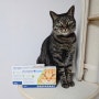 펫버킷 고양이 심장사상충약 직구 후기 | 레볼루션 스트롱홀드 플러스, 일반 비교 | 우회주소, 할인코드