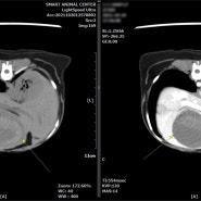 강아지 담낭 점액종의 CT 평가 증례