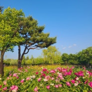 [대전 구경] 가볼 만한 곳 한밭수목원 장미원 관람 후기