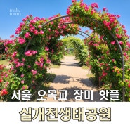 서울 목동 오목교 장미 핫 플 실개천 생태공원 개화 현황