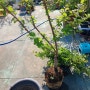 옥상서 키운 앵두나무 텃밭에 이식