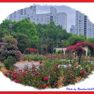 어느 비오는 날 올림픽공원 장미광장(Rose Plaza)의 풍경 (2024.05.15.)