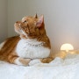 고양이목걸이 추천 미플라이 펫 반려동물 건강 도움 주는 인식표