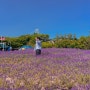 울산 라벤더 장생포고래문화마을 5월 가볼만한곳