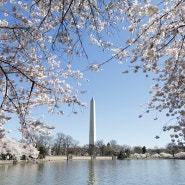 National Mall Cherry Blossom, DC, 20240321