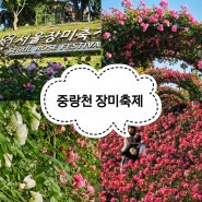 서울 중랑천 장미축제 중랑장미공원